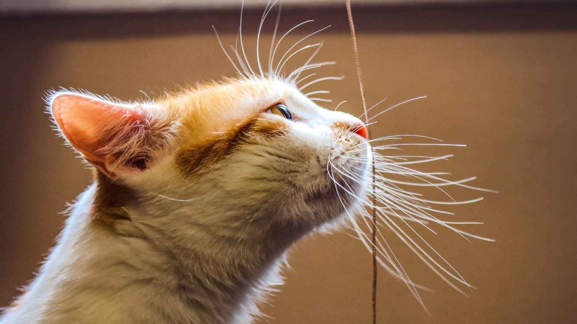 que olores odian los gatos